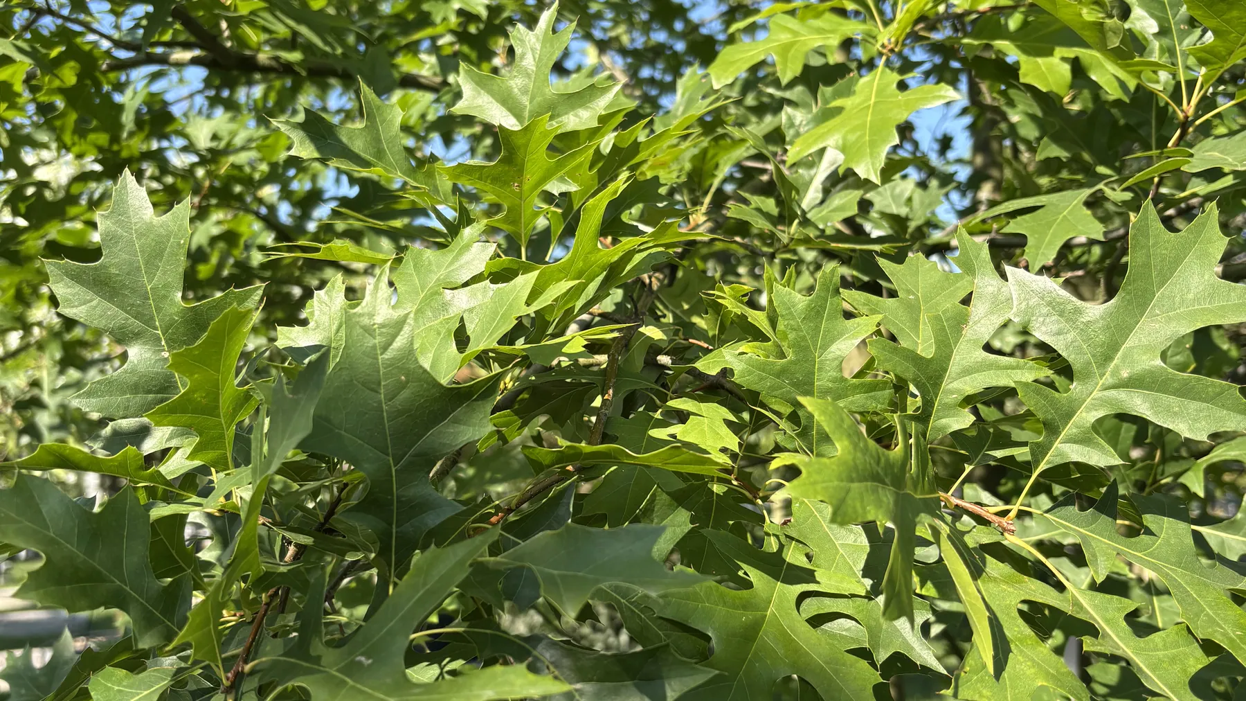 Feuillage de chêne des marais en contre-jour
