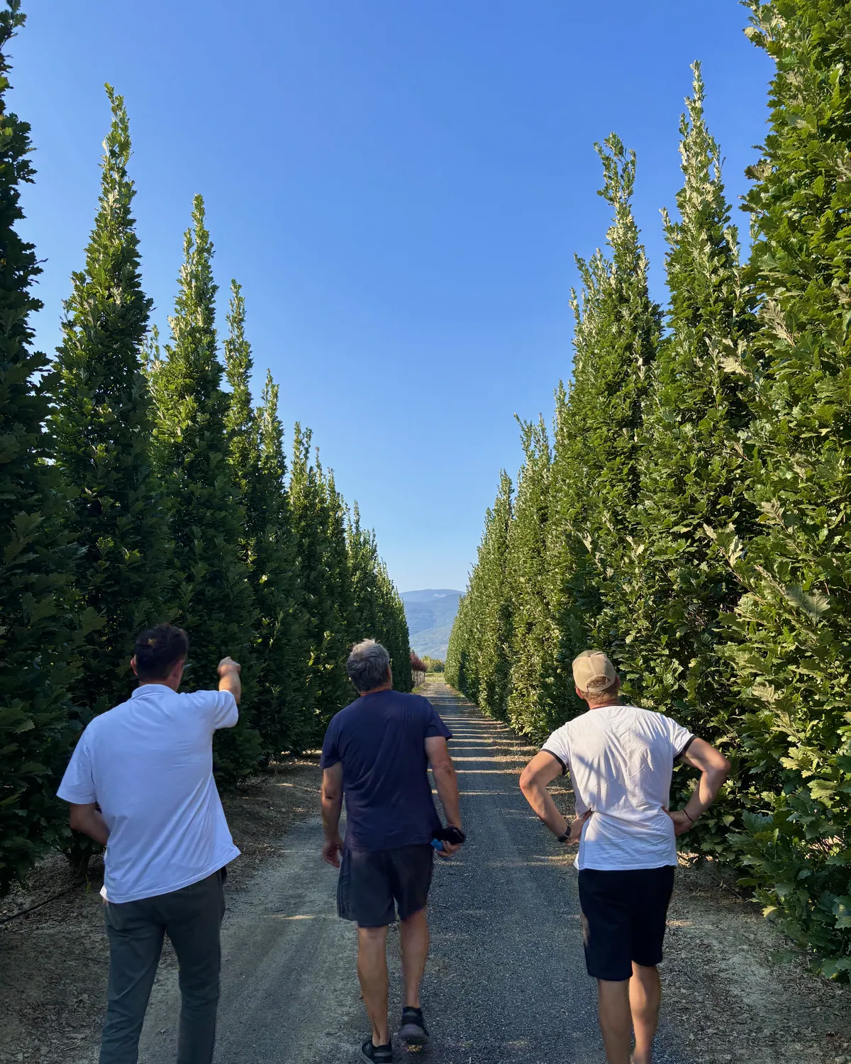 Allée de cyprès dans la pépinière italienne