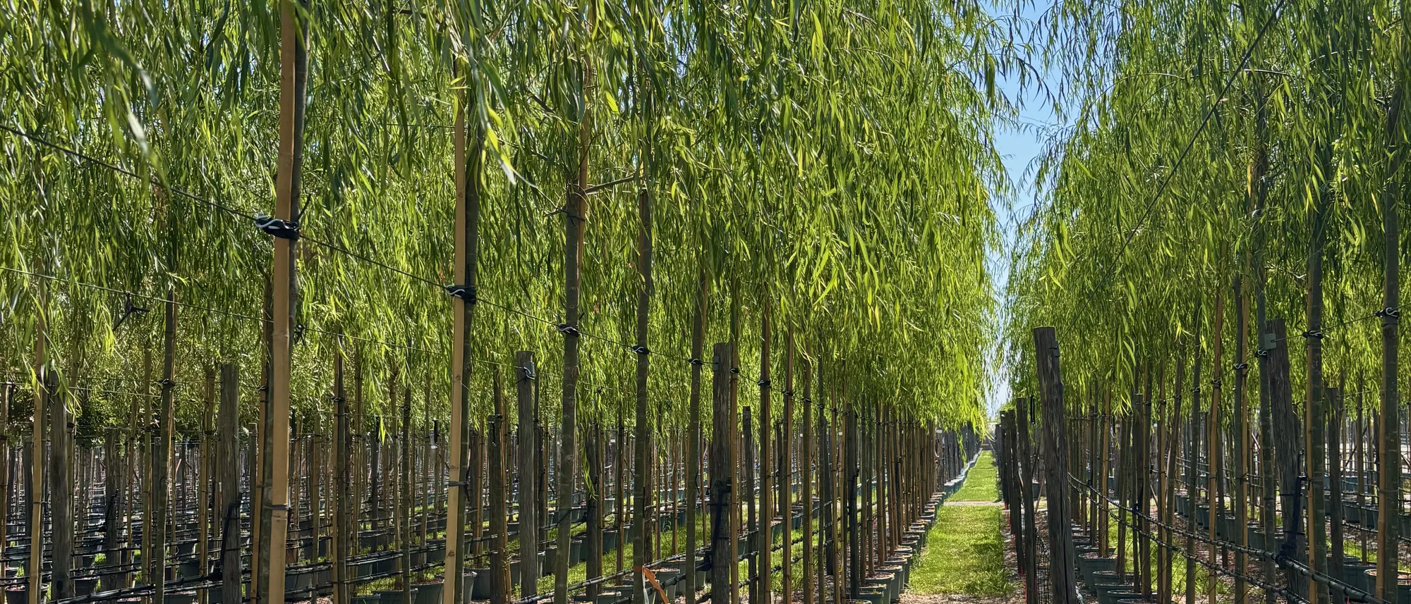 Rangées d'arbres en pépinière, Toscane
