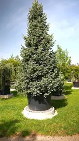 Vue 1