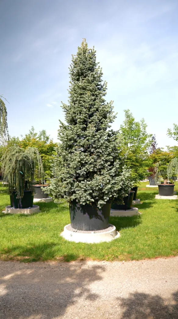 Givre — Abies lasiocarpa 'Argentea'