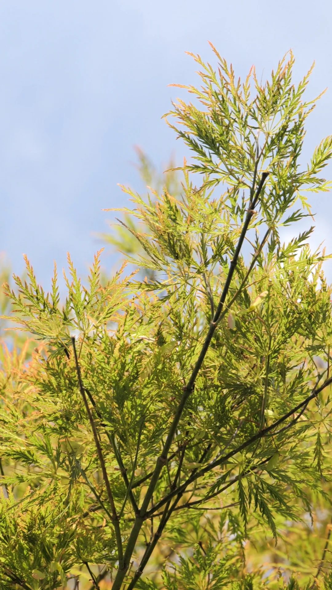 La Cascade — Acer palmatum dissectum 'Atropurpureum'