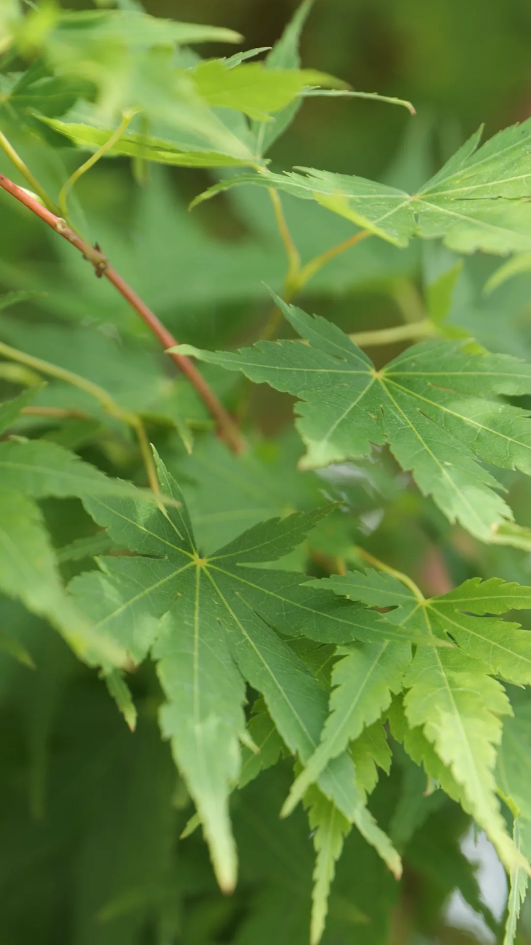 Corail — Acer palmatum 'Sangokaku'