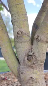 Vue 2