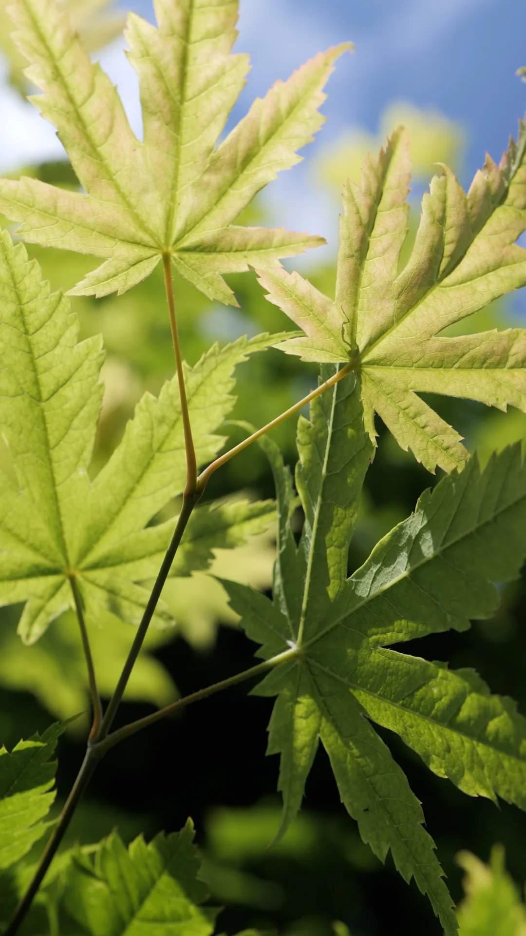 L'Éventail — Acer japonicum 'Vitifolium'