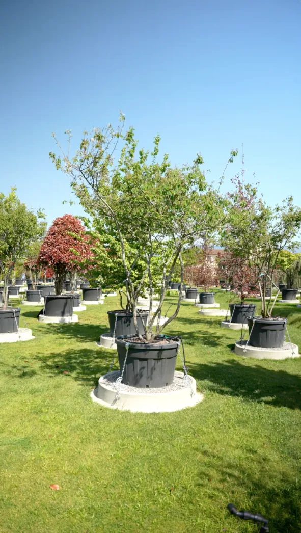L'Oiseleur — Amelanchier lamarckii