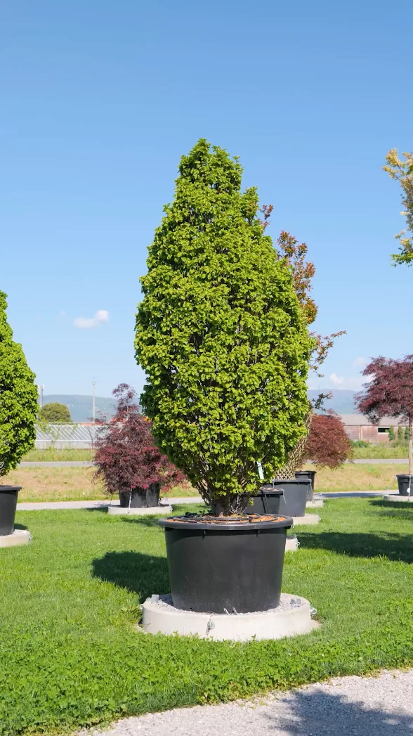 La Colonne — Carpinus betulus 'Monumentalis'