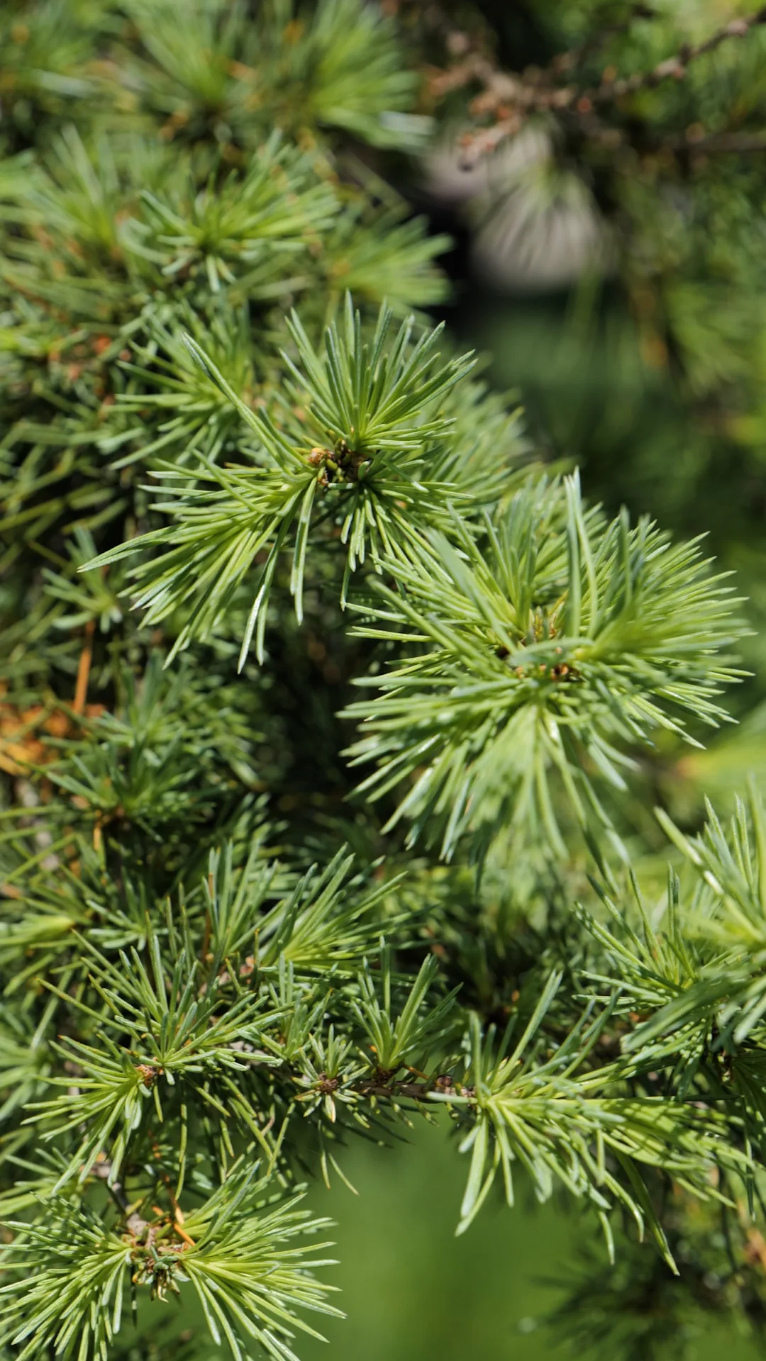 Le Chandelier — Cedrus libani 'Glauca Pendula'