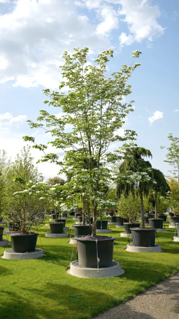 Vénus — Cornus kousa Venus®