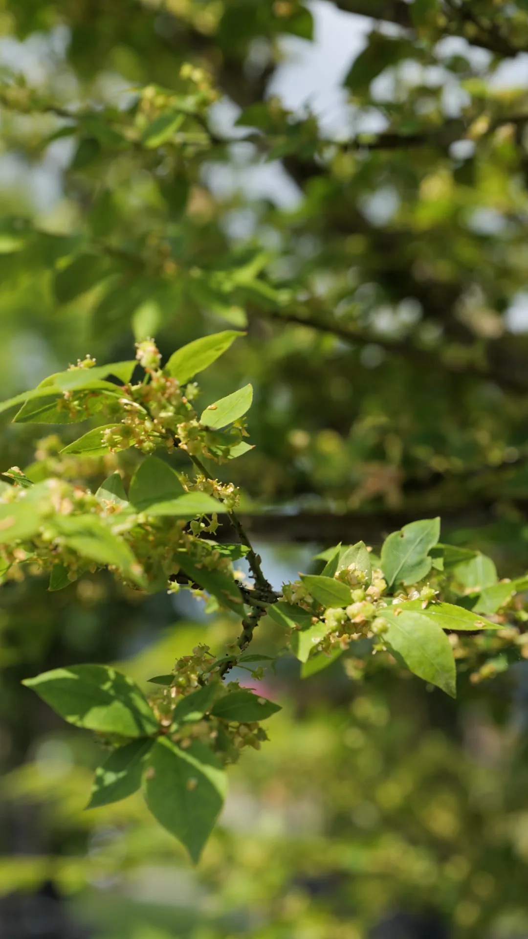 L'Embrasement — Euonymus alatus