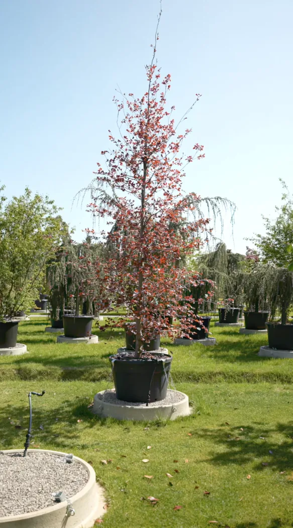 Le Cardinal — Fagus sylvatica 'Riversii'