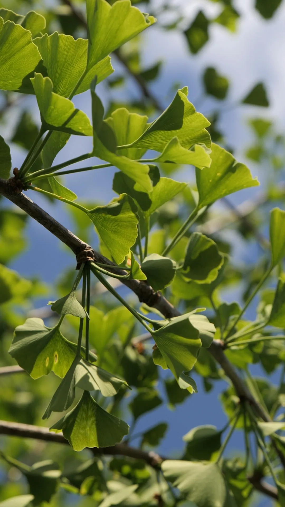 Le Survivant — Ginkgo biloba 'Blagon'