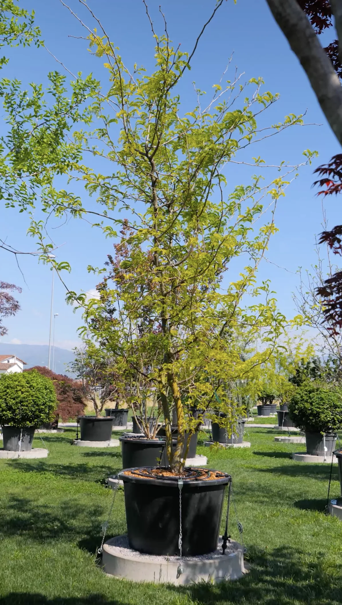 Ombrelle — Gleditsia triacanthos 'Sunburst'