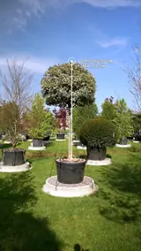 Vue 1