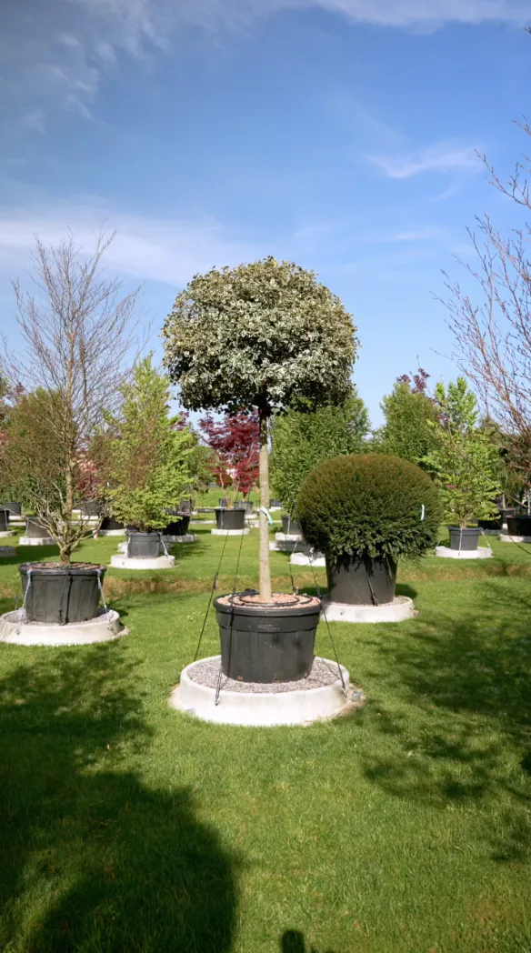 Le Gardien — Ilex aquifolium 'Argenteomarginata'