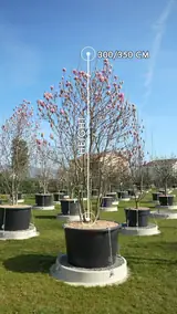 Vue 1