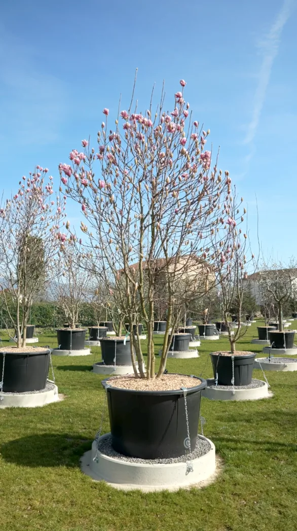 Le Calice — Magnolia × soulangeana