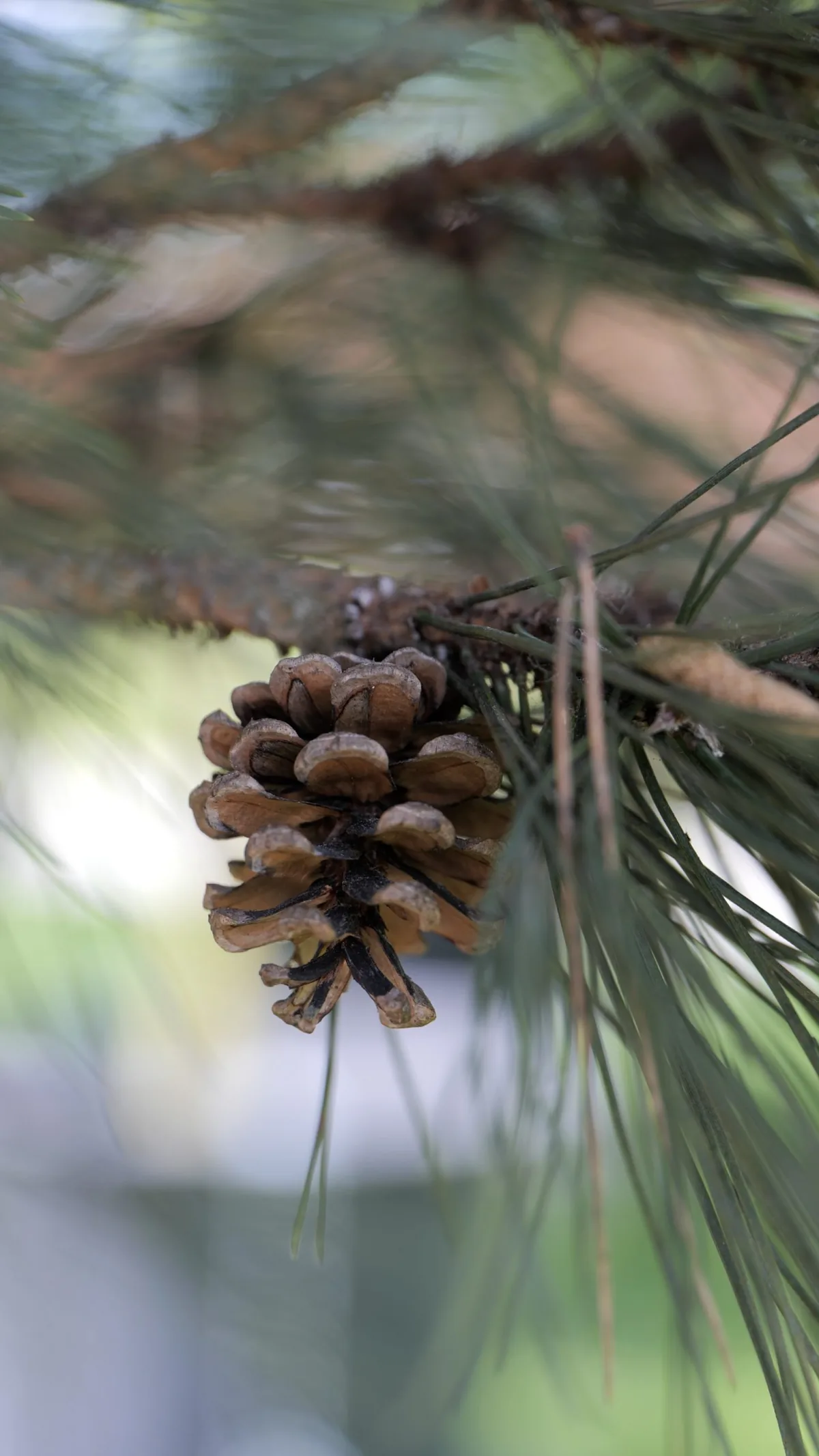 Le Montagnard — Pinus nigra 'Nana'