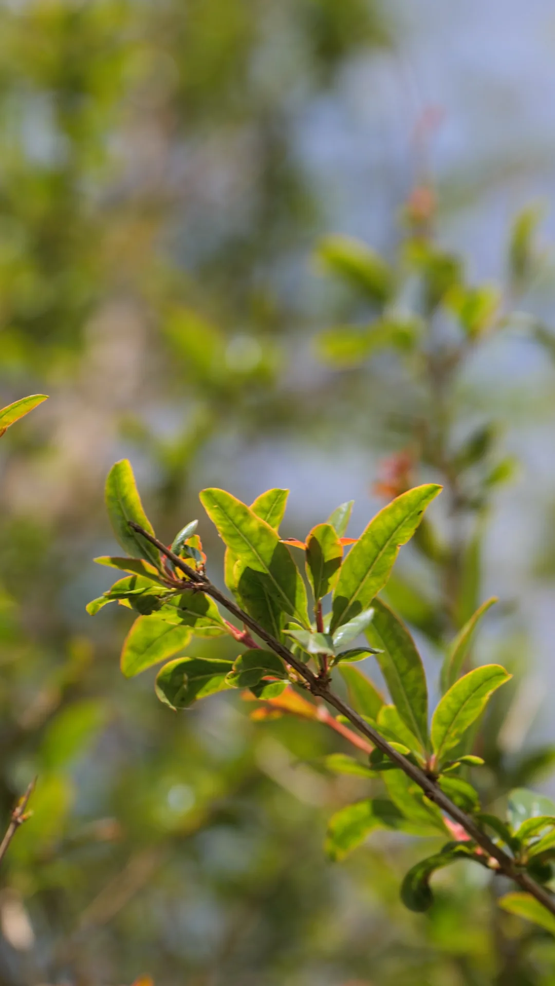 Le Grenadier — Punica granatum