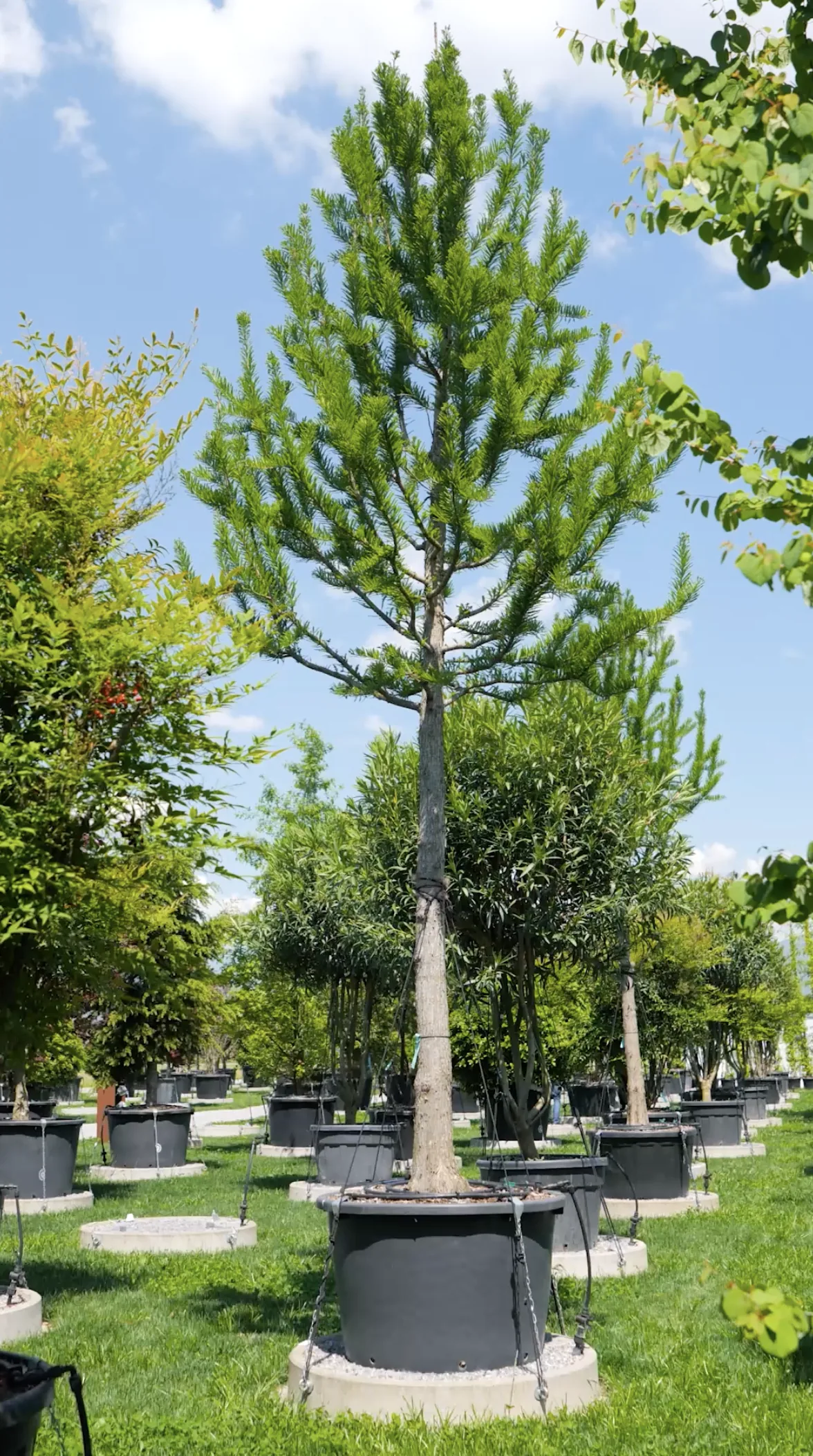Le Minaret — Taxodium distichum 'Pevé Minaret'