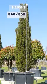 Vue 1