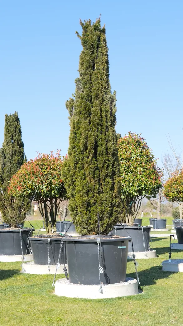 La Sentinelle — Taxus baccata 'Fastigiata Robusta'