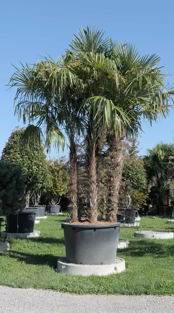 Le Voyageur — Trachycarpus fortunei
