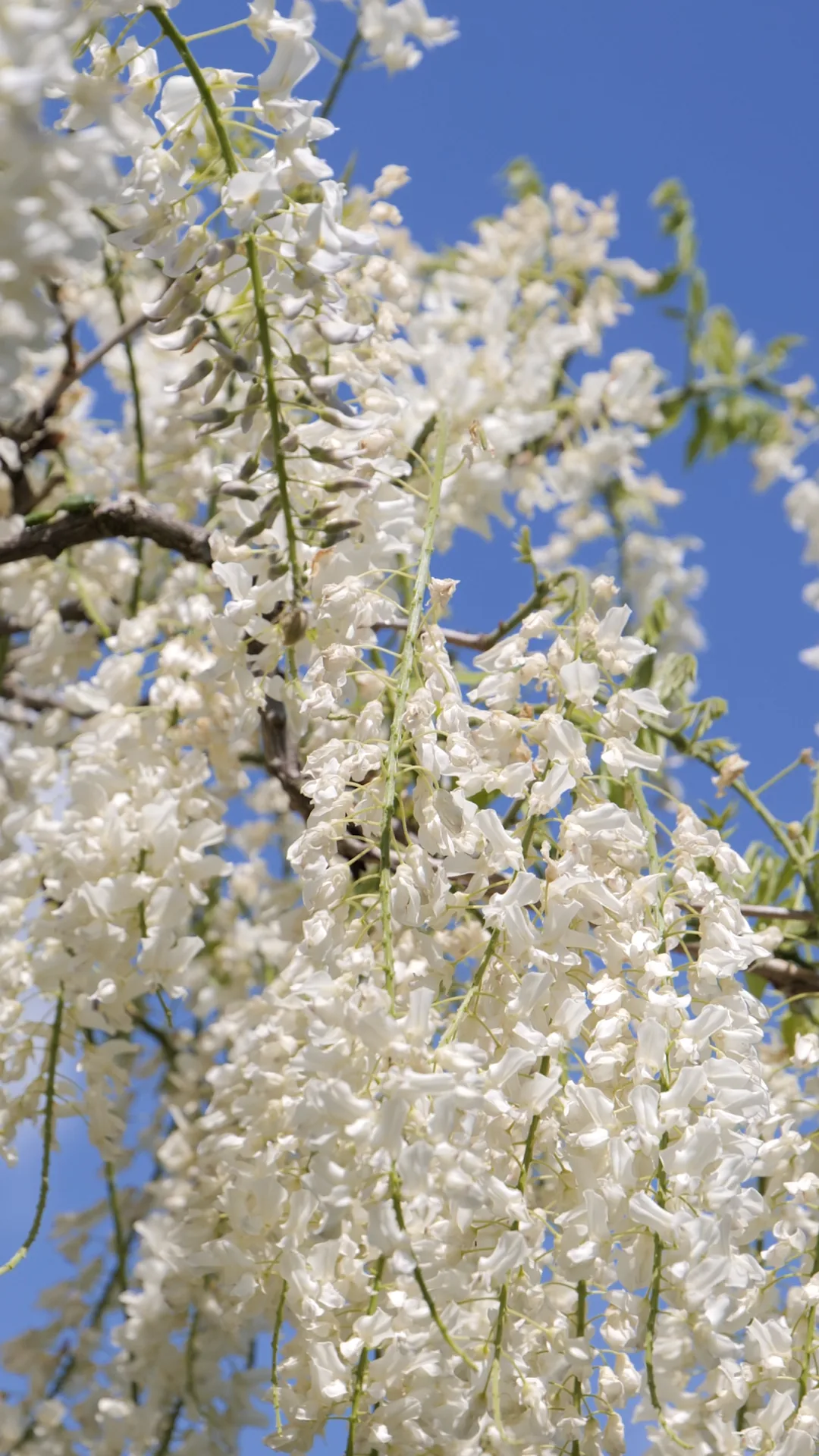 La Tonnelle — Wisteria sinensis 'Alba'